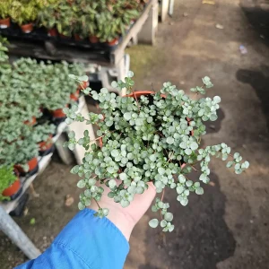 Pilea Aquamarine Live Plant - Pilea Glauca Indoor Houseplant, 2in or 4in Pot - Image 1