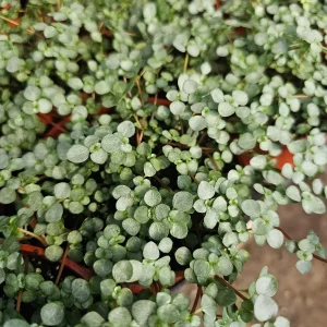 Pilea Aquamarine Live Plant - Pilea Glauca Indoor Houseplant, 2in or 4in Pot - Image 4