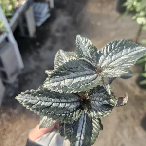 Pilea Bronze Aluminum Live Plant – Pilea Cadierei – 2in Pot – Indoor Foliage - Image 4