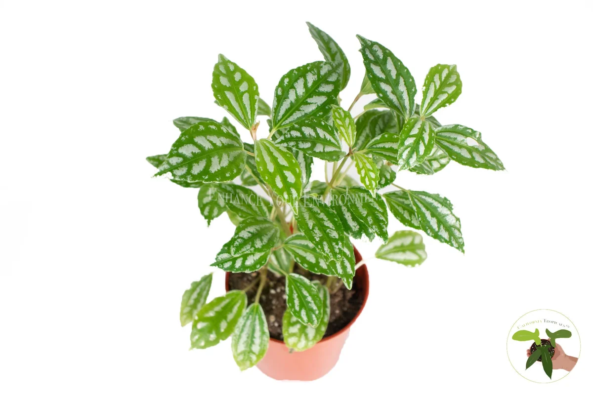 Pilea Cadierei Live Plant – Aluminum Plant – 4 inch Pot – Indoor Foliage - Image 2