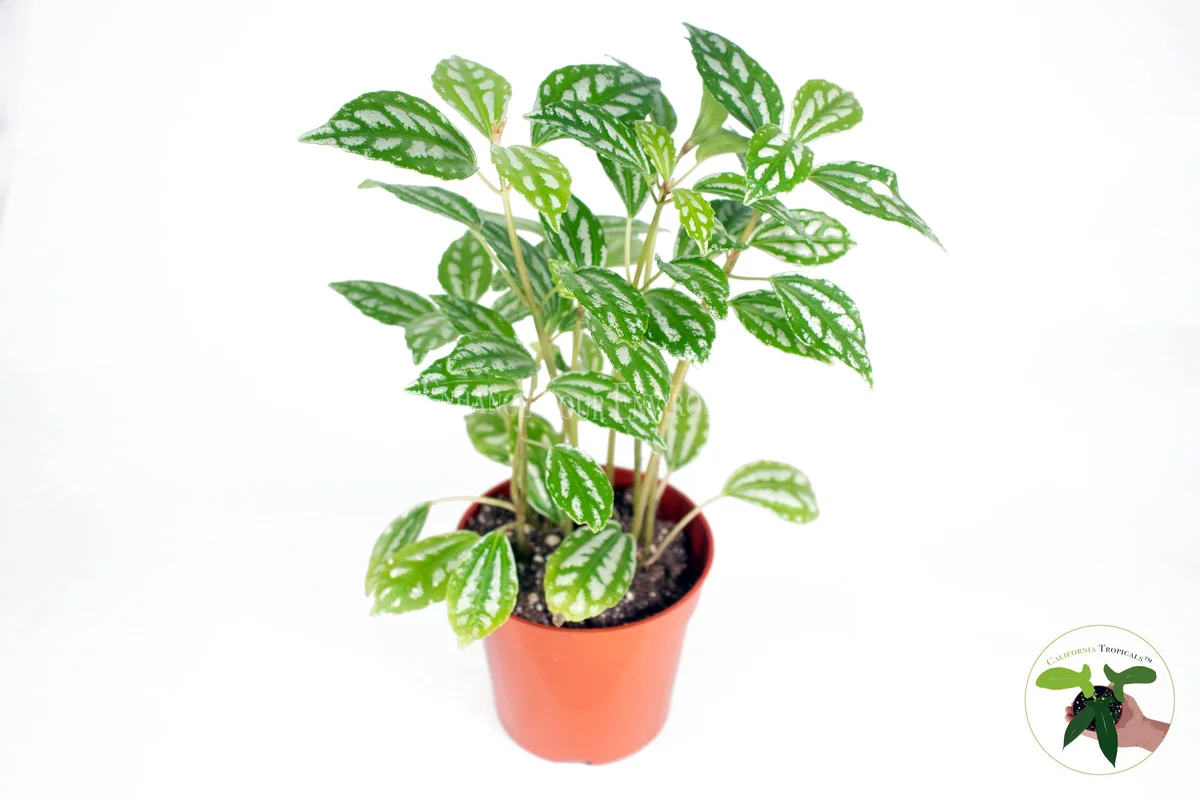 Pilea Cadierei Live Plant – Aluminum Plant – 4 inch Pot – Indoor Foliage - Image 1
