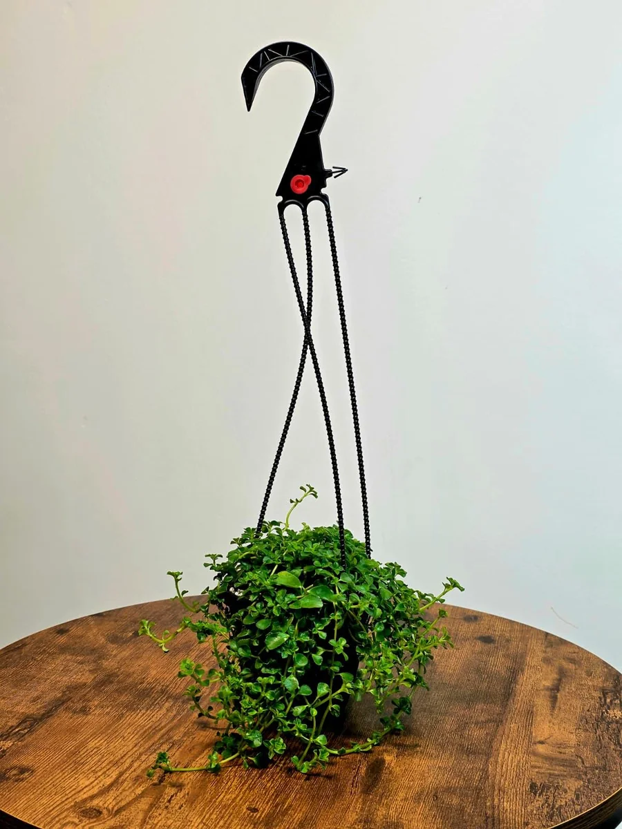 Pilea Depressa 'Baby Tears' Live Plant – 4" HB – Indoor Houseplant - Image 4