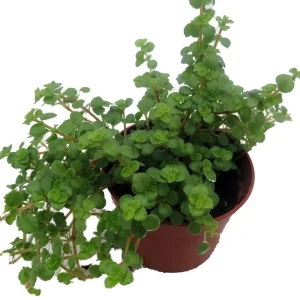 Pilea depressa Live Plant – Baby Tears – Tiny Tears – 2.5 inch Pot – Indoor - Image 2