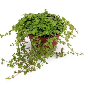 Pilea depressa Live Plant – Baby Tears – Tiny Tears – 2.5 inch Pot – Indoor - Image 1