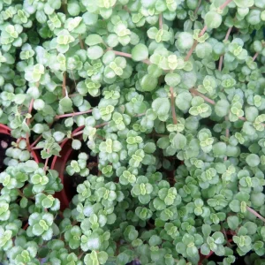 Pilea depressa Live Plant – Baby Tears – Tiny Tears – 2.5 inch Pot – Indoor - Image 4