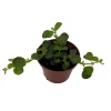 Pilea Depressa Sao Paulo Live Plant – 2.5 inch Pot – Indoor Houseplant - Image 1