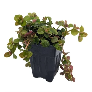 Pilea Depressa Sao Paulo Live Plant – 2.5 inch Pot – Indoor Houseplant - Image 4