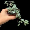 Pilea Glauca Blue Baby Tears Live Plant - 2 Inch Nursery Pot - Indoor Houseplant - Image 1