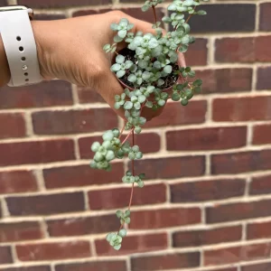 Pilea Glauca Live Plant - Blue Baby Tears in 2