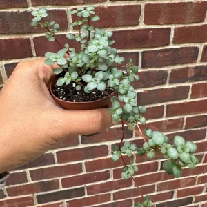 Pilea Glauca Live Plant - Blue Baby Tears in 2