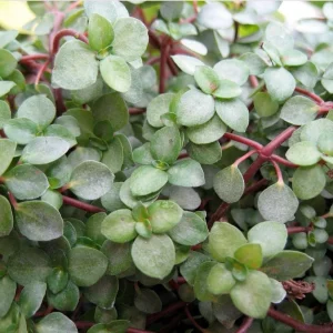 Pilea Glauca Live Plant – Tiny Tears Plant – 4