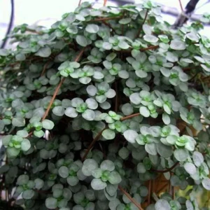 Pilea Glauca Live Plant – Tiny Tears Plant – 4