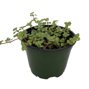Pilea Glauca Live Plant – Tiny Tears Plant – 4