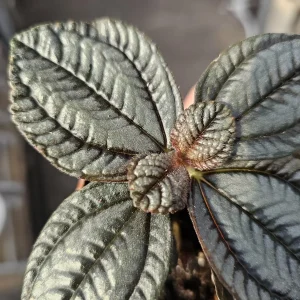 Pilea involucrata 'Moon Valley' Live Plant - Friendship Plant - 2in Pot - Image 3