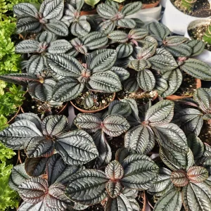 Pilea involucrata 'Moon Valley' Live Plant - Friendship Plant - 2in Pot - Image 4