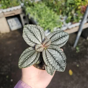 Pilea involucrata 'Moon Valley' Live Plant - Friendship Plant - 2in Pot - Image 5