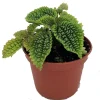 Pilea Mollis 'Moon Valley' Live Plant - Potted Houseplant, 2 inch Pot, Indoor - Image 1
