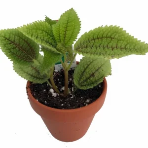 Pilea Mollis 'Moon Valley' Live Plant - Potted Houseplant, 2 inch Pot, Indoor - Image 6