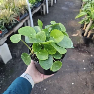 Pilea Peperomioides Live Plant - 6in Pot | Chinese Money Plant | Easy Care Houseplant - Image 3