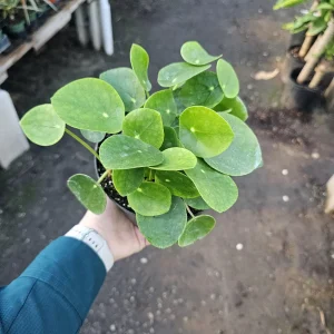 Pilea Peperomioides Live Plant - 6in Pot | Chinese Money Plant | Easy Care Houseplant - Image 4