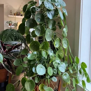 Pilea Peperomioides Live Plant – Chinese Money Plant – 4 Inch Pot Starter Houseplant - Image 1