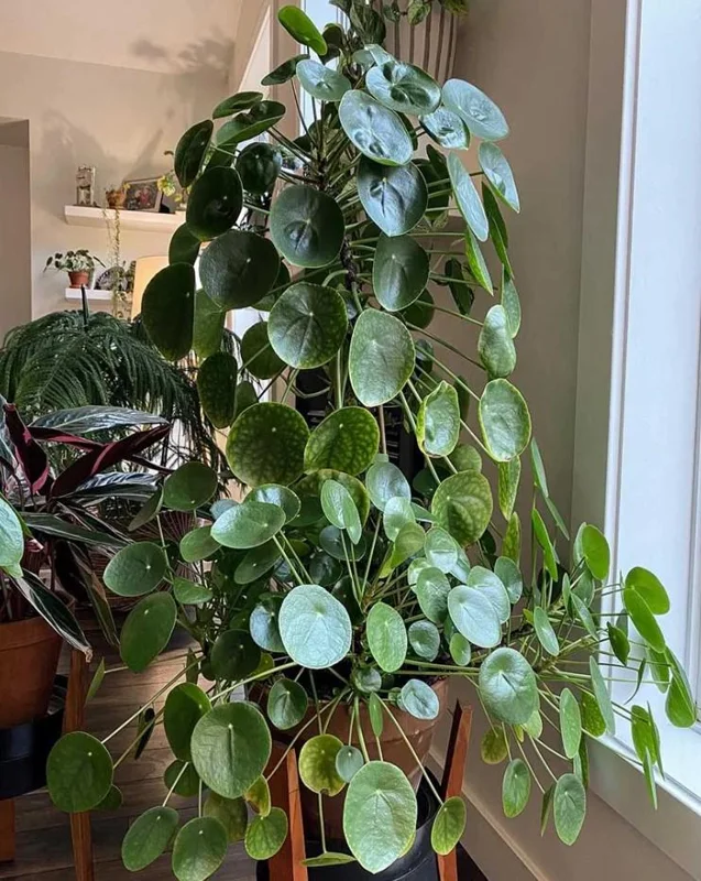 Pilea Peperomioides Live Plant – Chinese Money Plant – 4 Inch Pot Starter Houseplant - Image 1