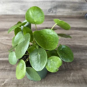 Pilea Peperomioides Live Plant - Chinese Money Plant in 4