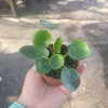 Pilea Peperomioides Live Plant – Chinese Money Plant – UFO Plant – Easy Care Houseplant – 2in or 4in Pot - Image 1