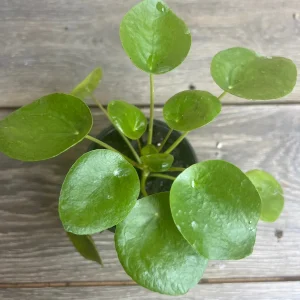 Pilea Peperomioides Live Plant - Chinese Money Plant in 4