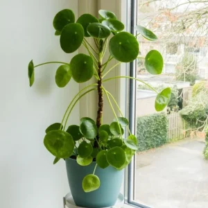 Pilea Peperomioides Live Plant – Chinese Money Plant – 4 Inch Pot Starter Houseplant - Image 2