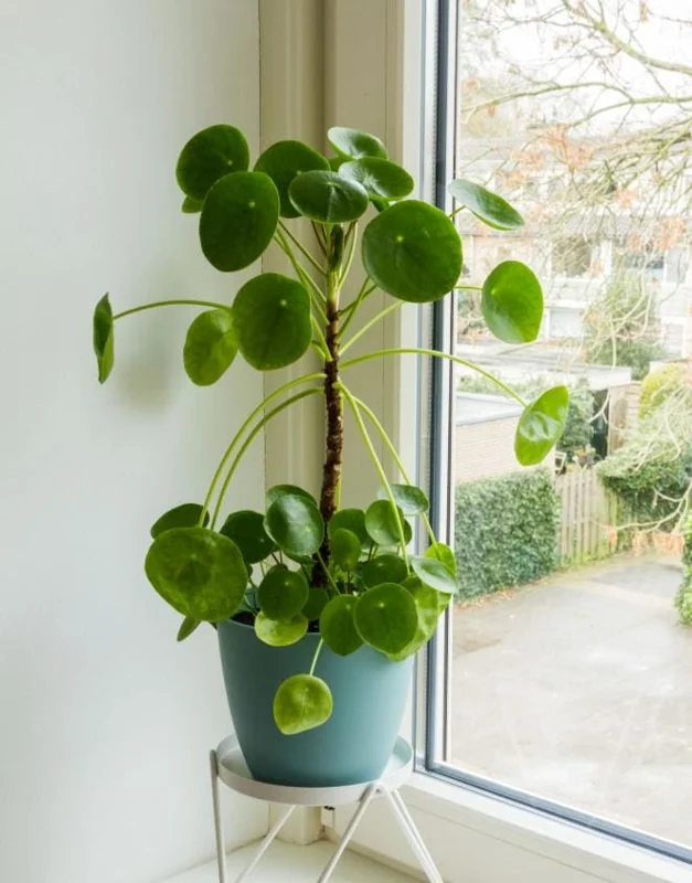 Pilea Peperomioides Live Plant – Chinese Money Plant – 4 Inch Pot Starter Houseplant - Image 2