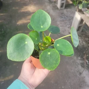 Pilea Peperomioides Live Plant – Chinese Money Plant – 4 Inch Pot Starter Houseplant - Image 3