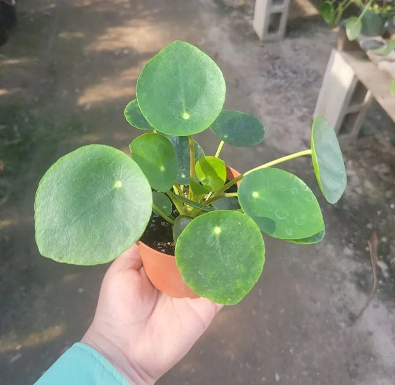 Pilea Peperomioides Live Plant – Chinese Money Plant – 4 Inch Pot Starter Houseplant - Image 3