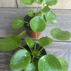 Pilea Peperomioides Live Plant - Chinese Money Plant in 4
