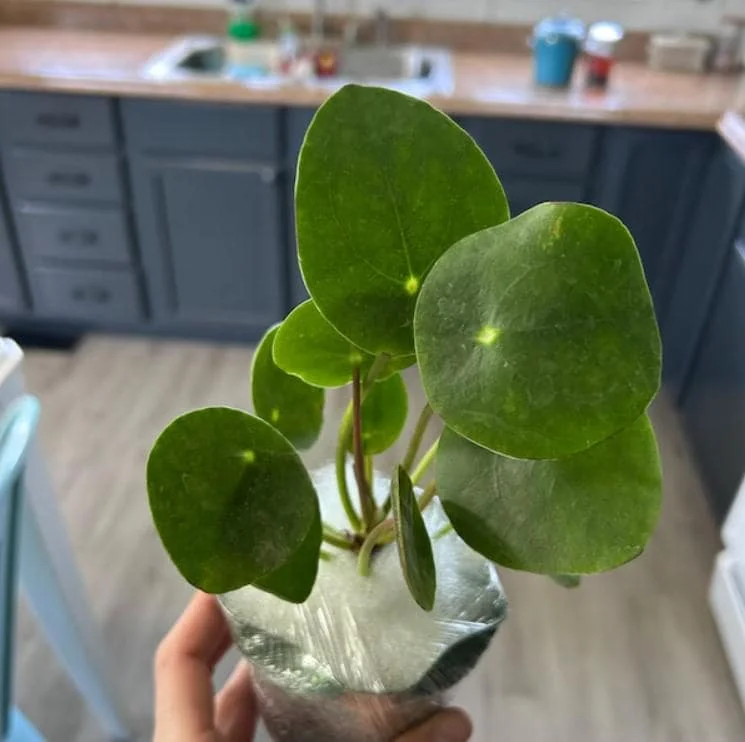 Pilea Peperomioides Live Plant – Chinese Money Plant – 4 Inch Pot Starter Houseplant - Image 4