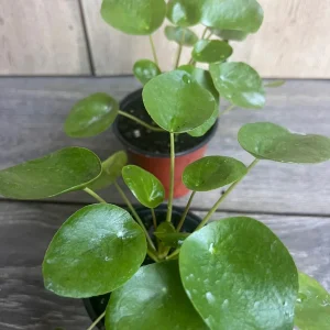 Pilea Peperomioides Live Plant - Chinese Money Plant in 4