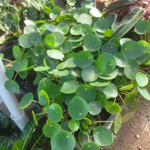 Pilea Peperomioides Live Plant – Chinese Money Plant – 4 Inch Pot Starter Houseplant - Image 6