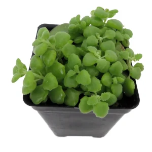 Pillow Plant Plectranthus Prostratus Live Plant – 2.5 inch Pot – Indoor Succulent - Image 2