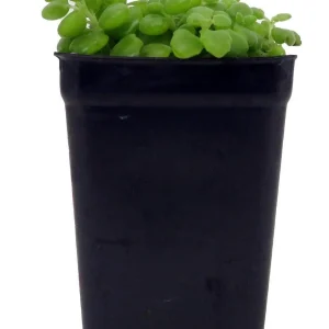 Pillow Plant Plectranthus Prostratus Live Plant – 2.5 inch Pot – Indoor Succulent - Image 1