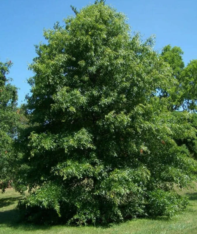 Pin Oak Tree Live Plant – 12-18" Tall Seedling – 4" Pot – Outdoor - Image 10