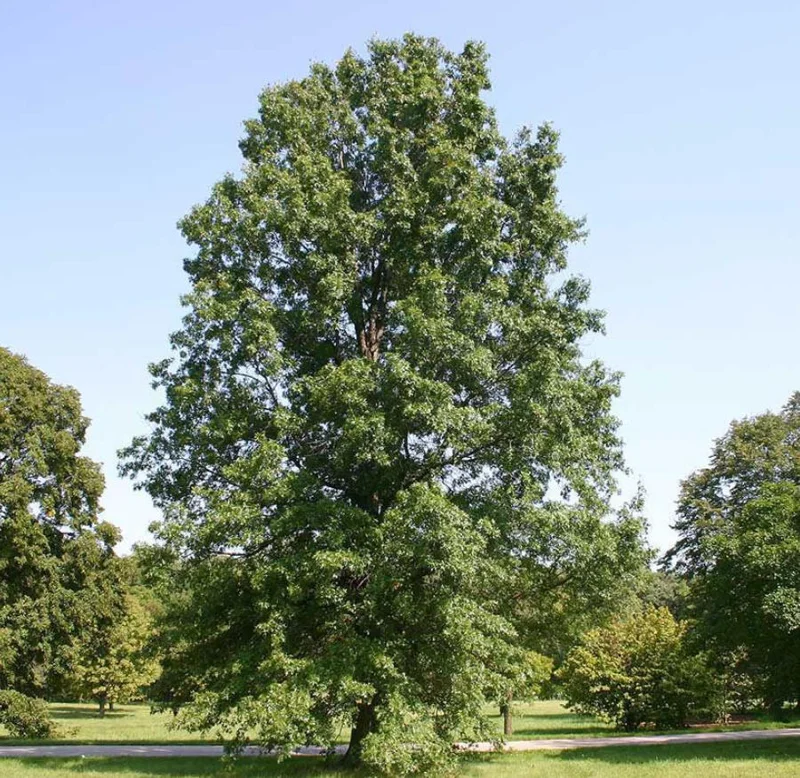 Pin Oak Tree Live Plant – 12-18" Tall Seedling – 4" Pot – Outdoor - Image 2