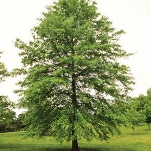 Pin Oak Tree Live Plant – 12-18