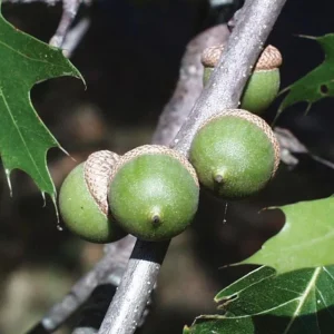 Pin Oak Tree Live Plant – 12-18