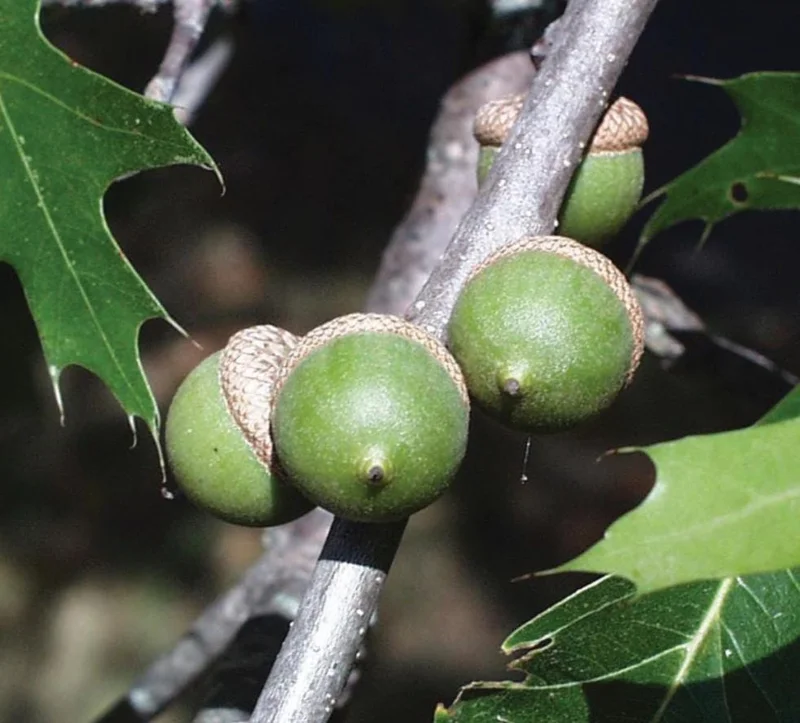 Pin Oak Tree Live Plant – 12-18" Tall Seedling – 4" Pot – Outdoor - Image 5