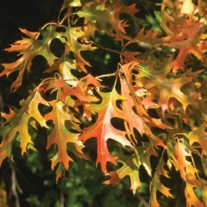 Pin Oak Tree Live Plant – 12-18