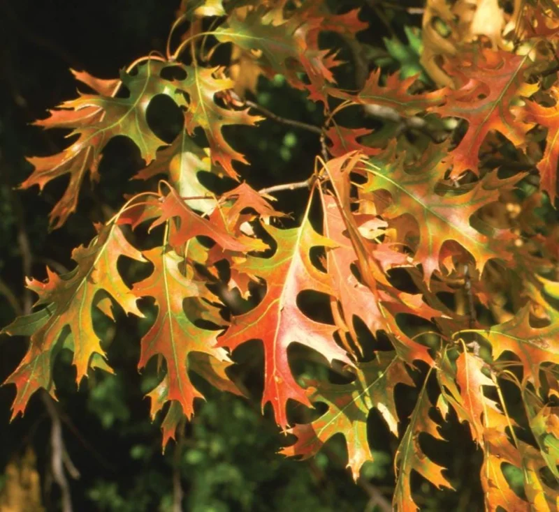 Pin Oak Tree Live Plant – 12-18" Tall Seedling – 4" Pot – Outdoor - Image 6