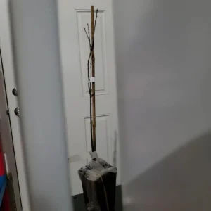 Pin Oak Tree Live Plant – 12-18