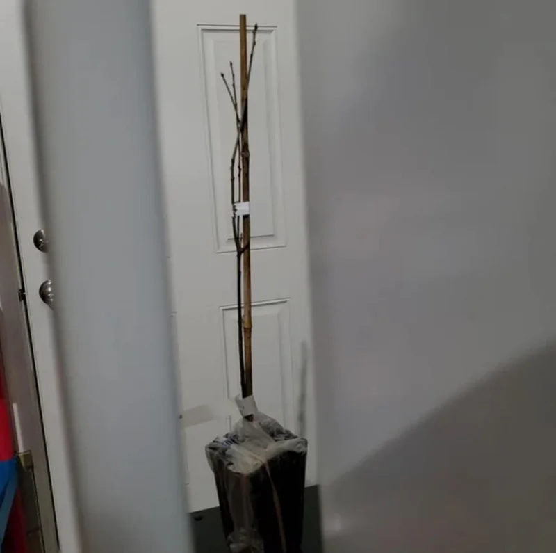 Pin Oak Tree Live Plant – 12-18" Tall Seedling – 4" Pot – Outdoor - Image 7