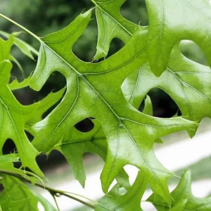 Pin Oak Tree Live Plant – 12-18