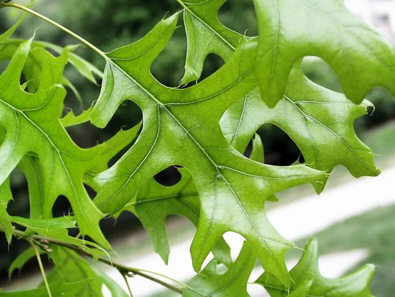 Pin Oak Tree Live Plant – 12-18" Tall Seedling – 4" Pot – Outdoor - Image 8